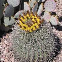 Barrel Cactus in bloom. Who knew cacti had such pretty flowers?