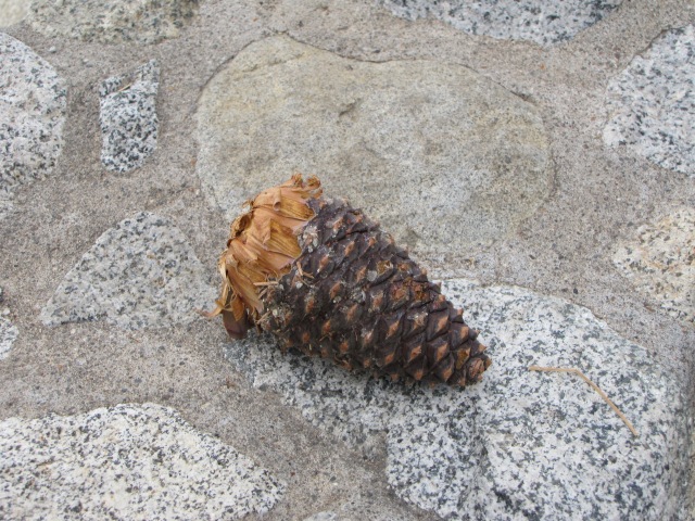 Pine cone found at Tahoe overlook. This weighed about 12 ounces!