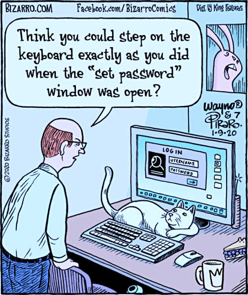 cat-step-on-keyboard-when-set-password-window-open