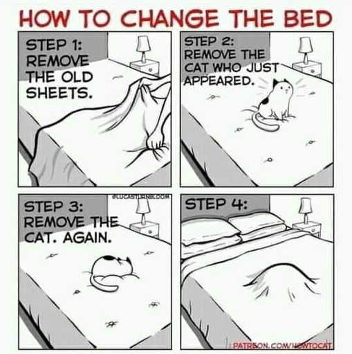 how-to-change-bed-remove-cat-steps