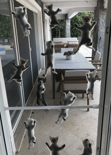 Kitten invasion